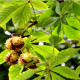 Саженцы Каштана в Орехово-Зуеве — лучшие сорта! Саженцы Каштана в Орехово-Зуеве — лучшие сорта!